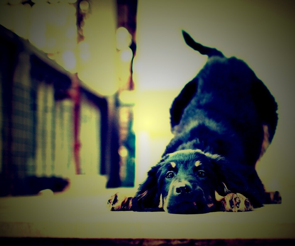 Игривый пес обои