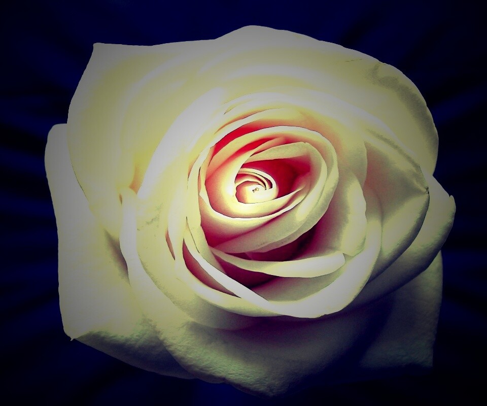 Белая роза обои