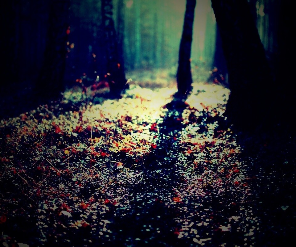 Лесная земля обои