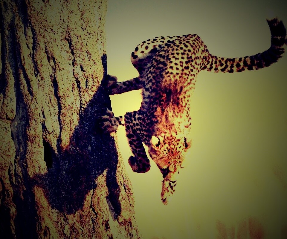 Скалолаз обои