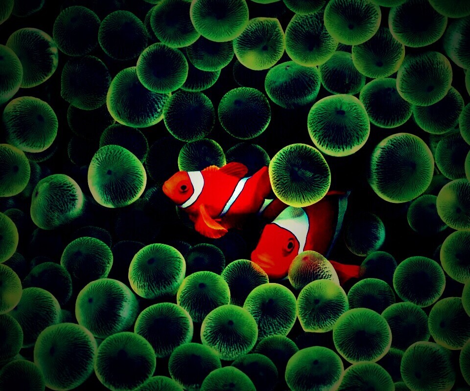 Рыбка клоун стандартные обои iPhone обои