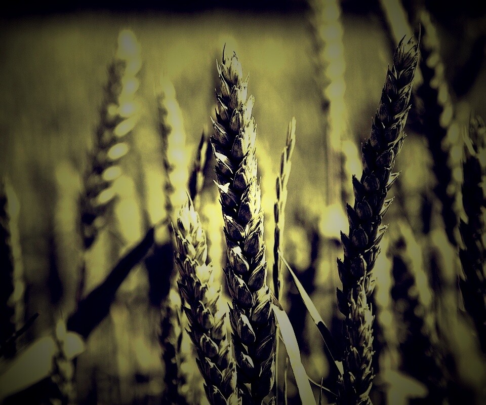Молодые пшеничные колосья обои