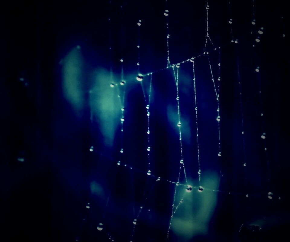 Роса на паутине обои