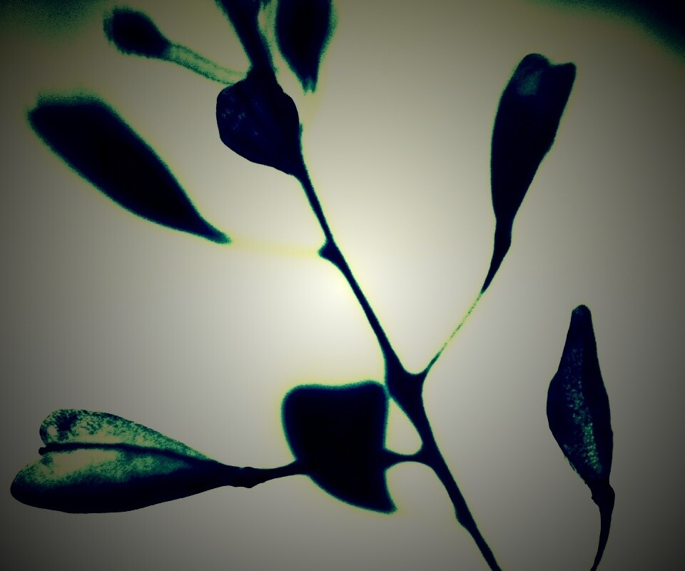 Усыхающие листья обои