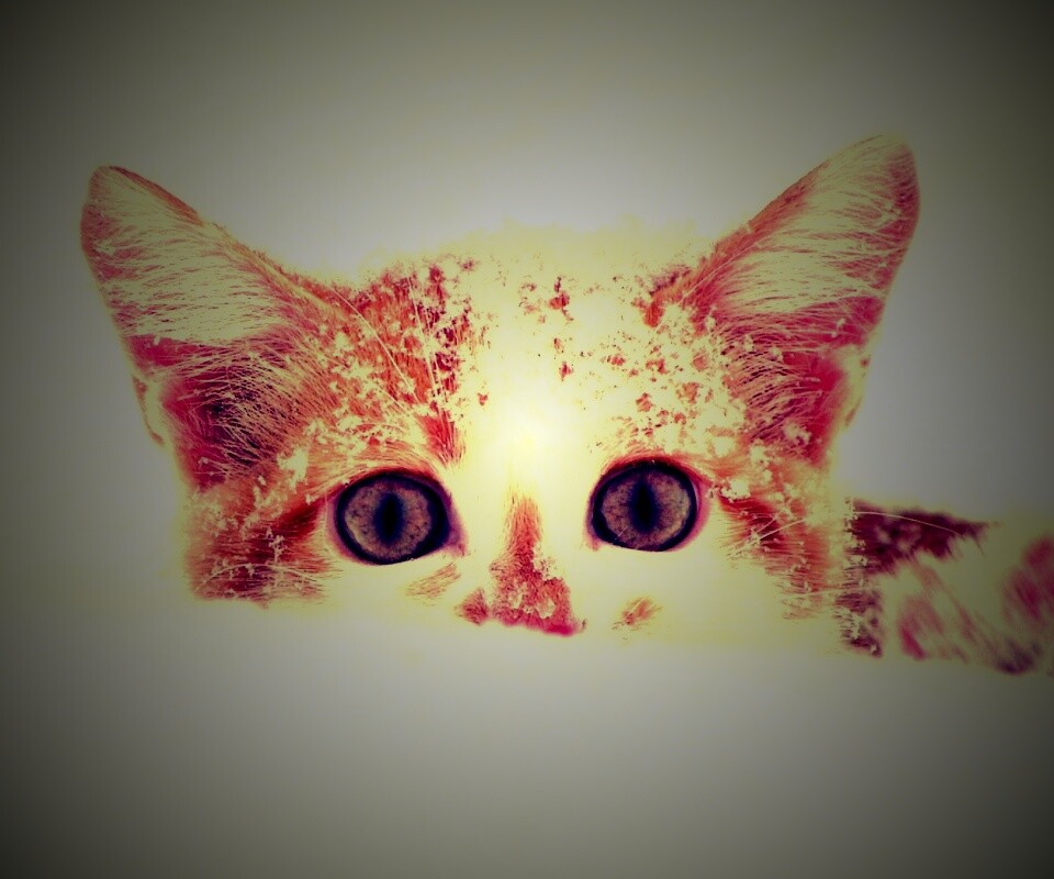 Рыжий котёнок в снегу обои