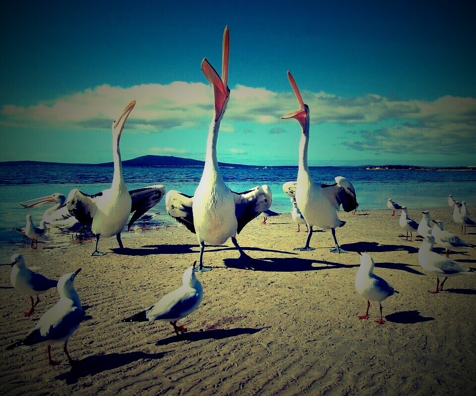 Пеликаны и чайки обои