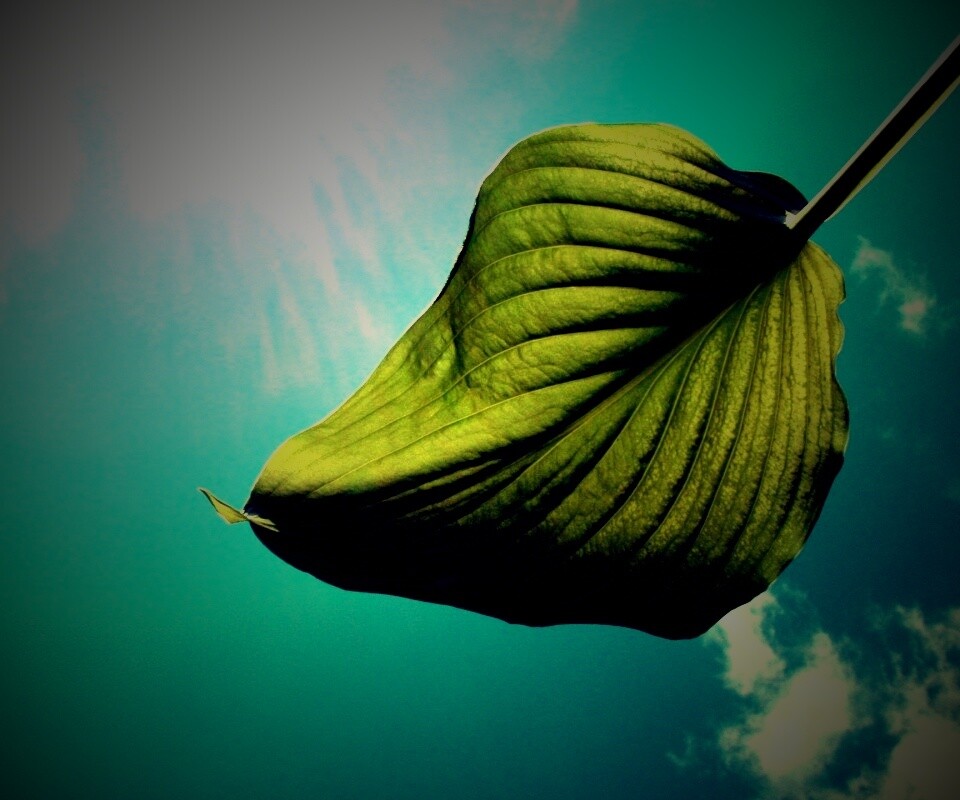 Листик тянется к солнцу обои