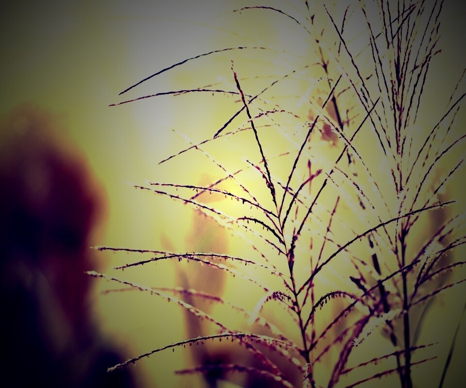 Макро фото растения обои