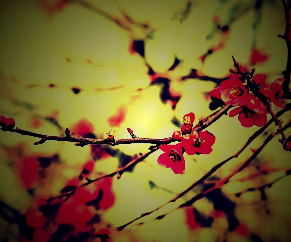 Весеннее цветение обои