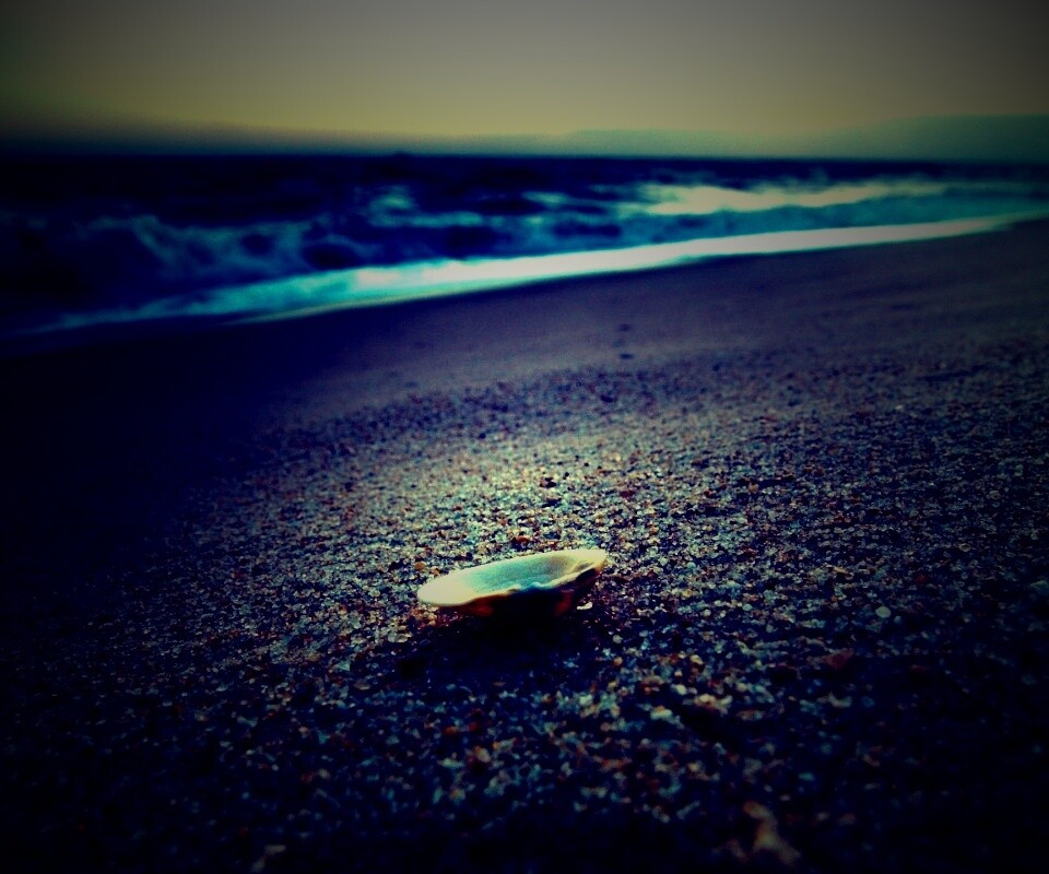 Ракушка не песчанном берегу обои