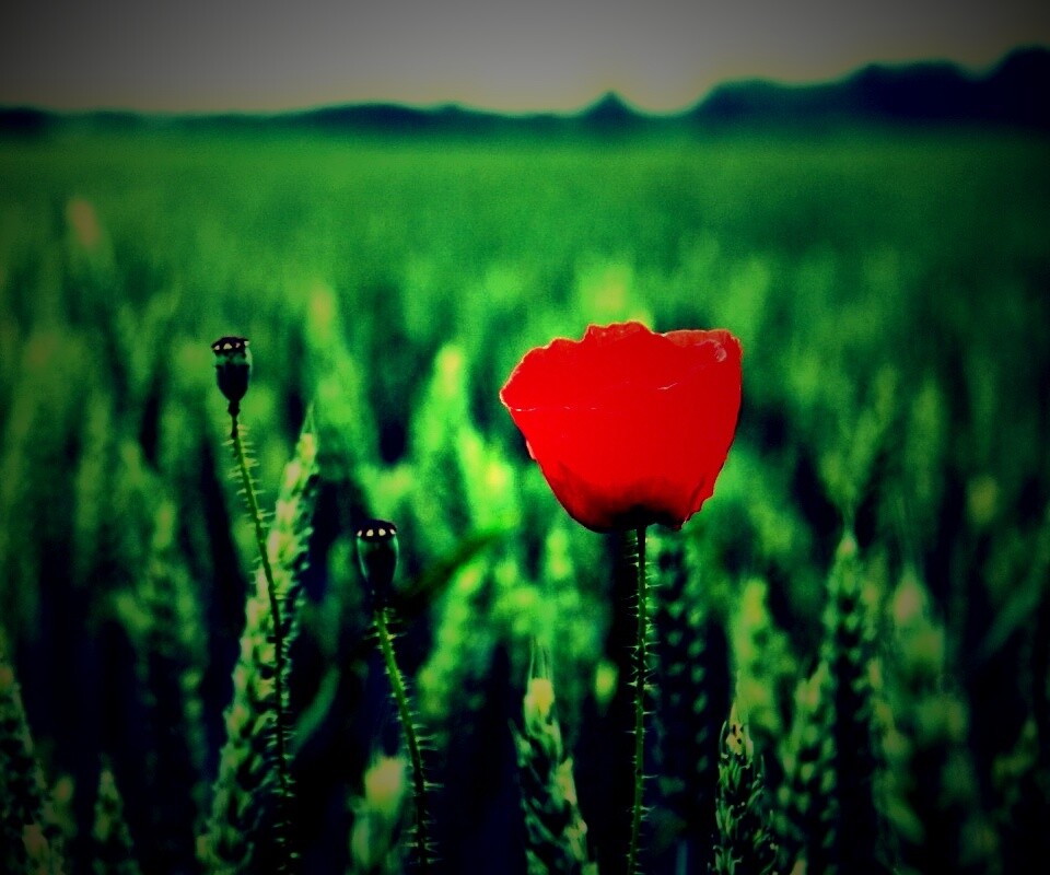 Первый распустившийся мак обои