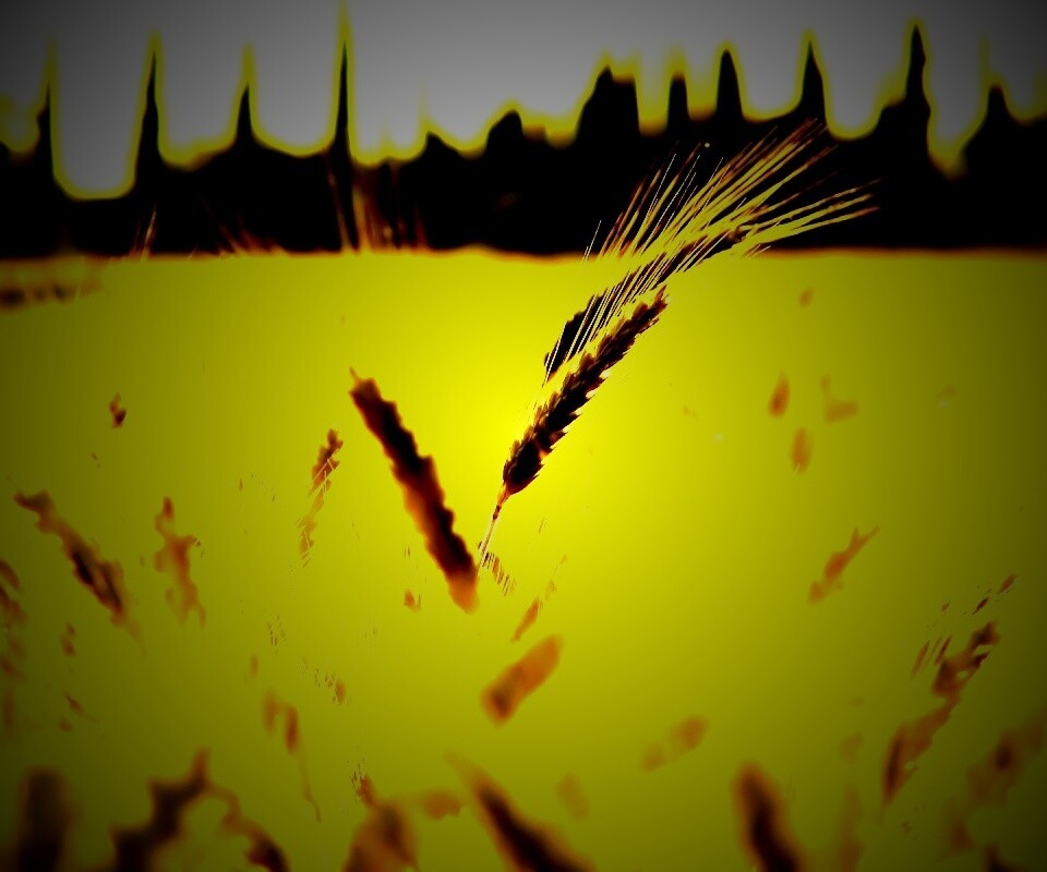 Пшеничное поле обои