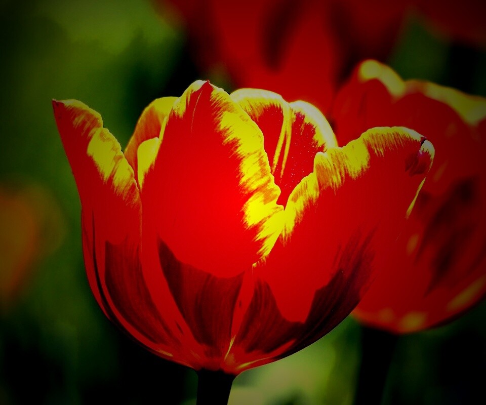 Красно-желтый тюльпан обои