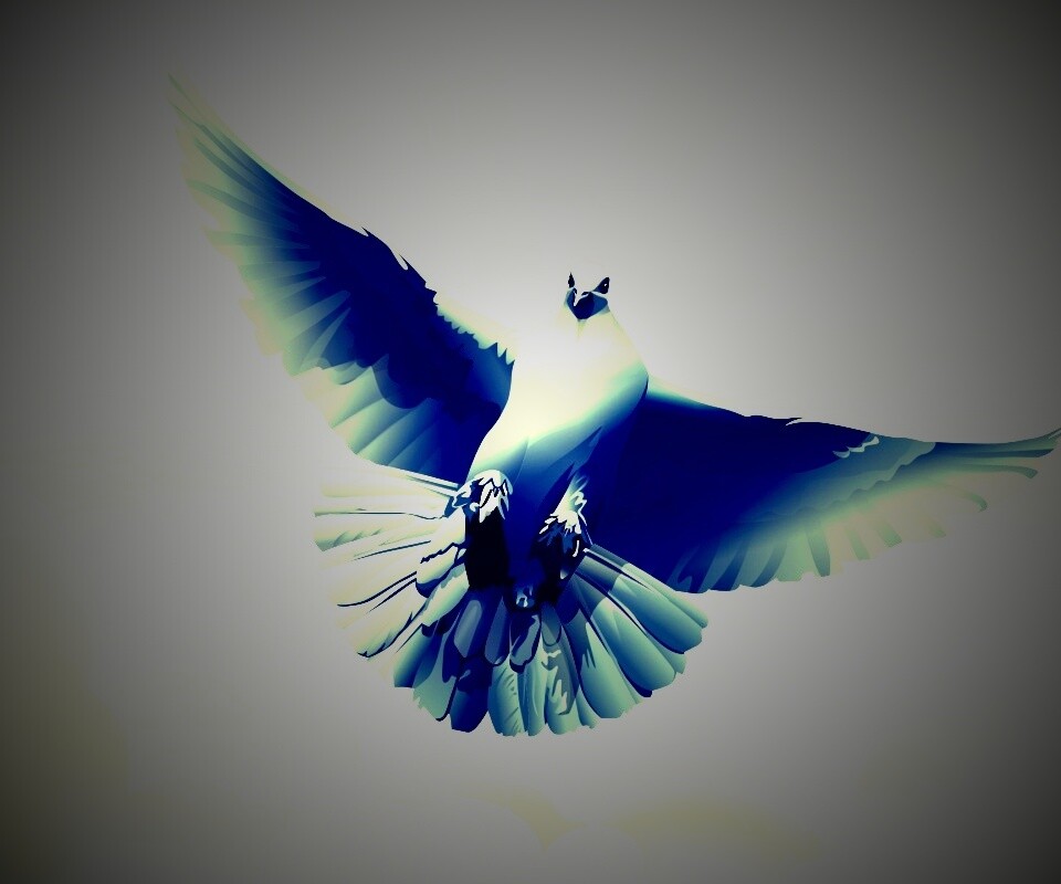 Белый голубь обои