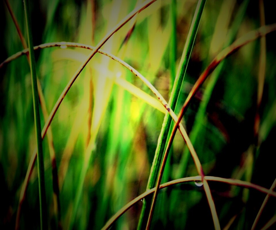 Болотная трава обои