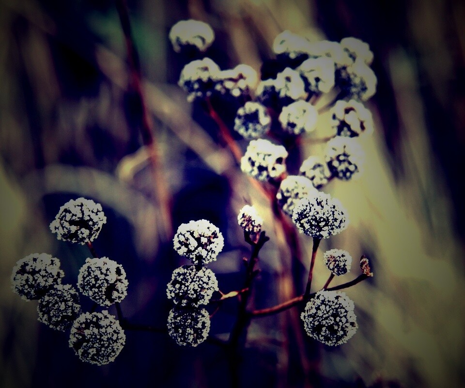 Иний на растении обои