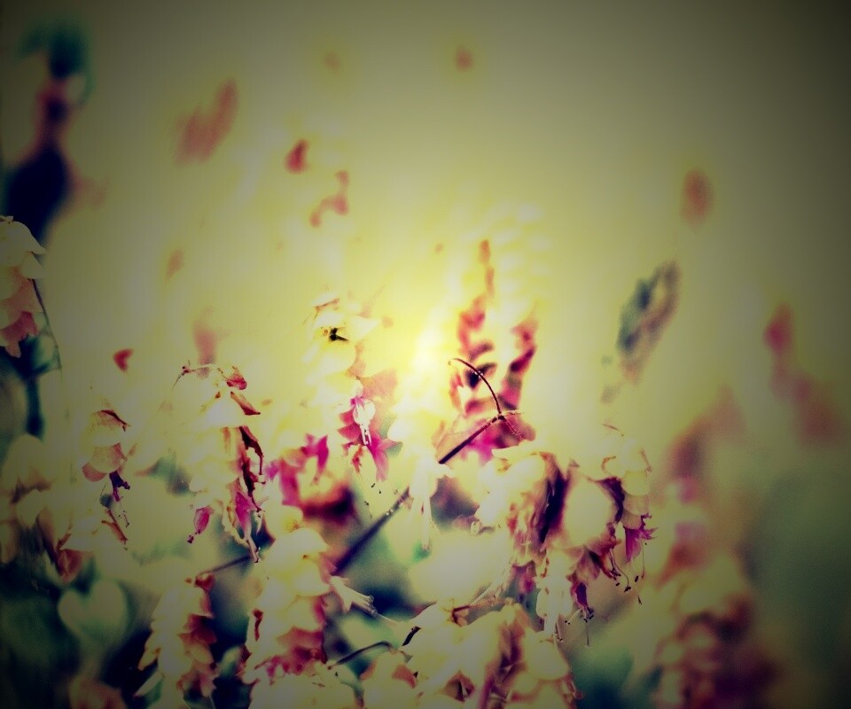 Висящие цветочки обои