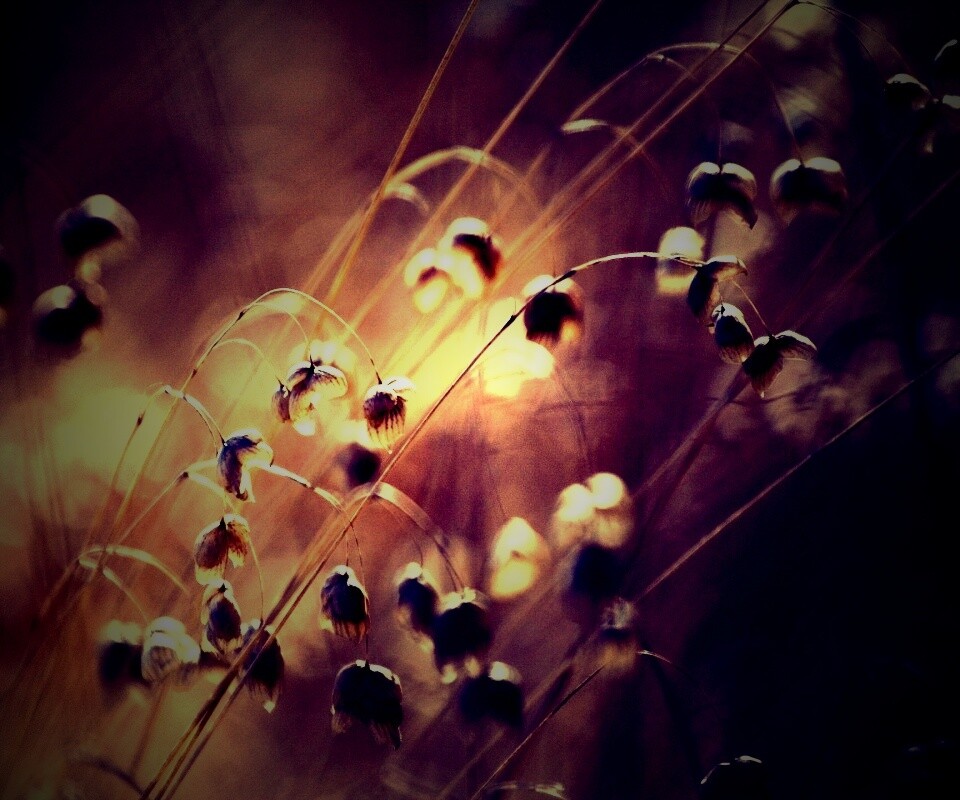 Увядающие цветочки обои