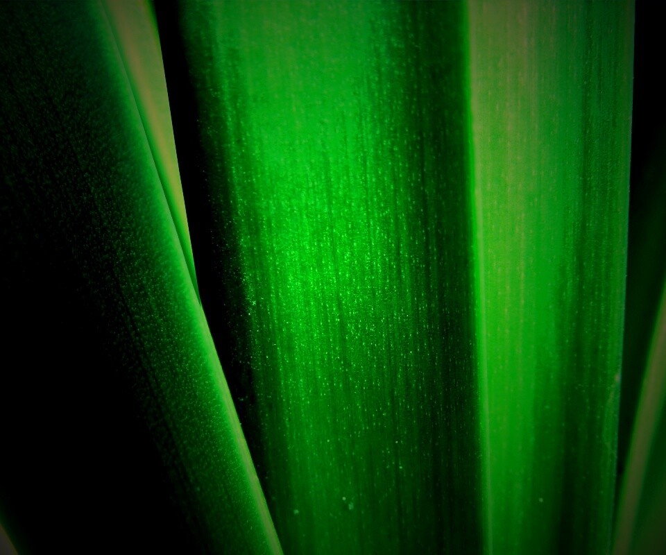 Сочная травинка обои