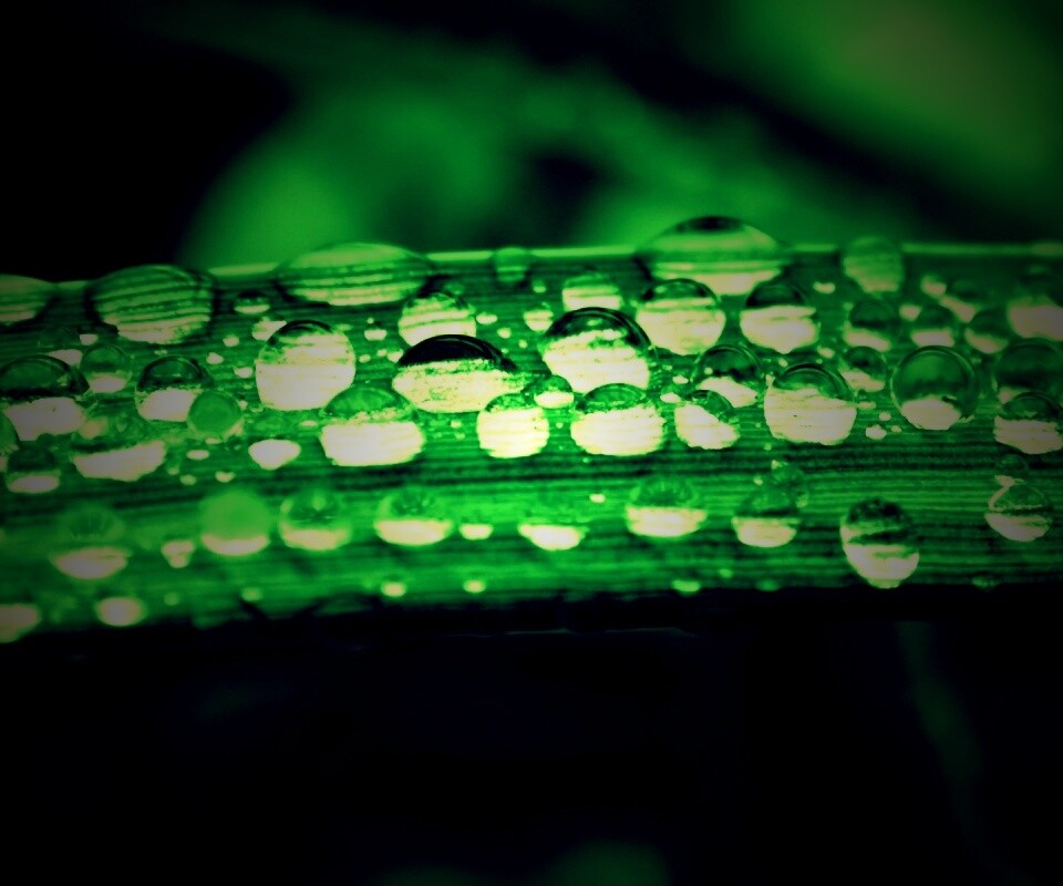 Капли на травинке обои