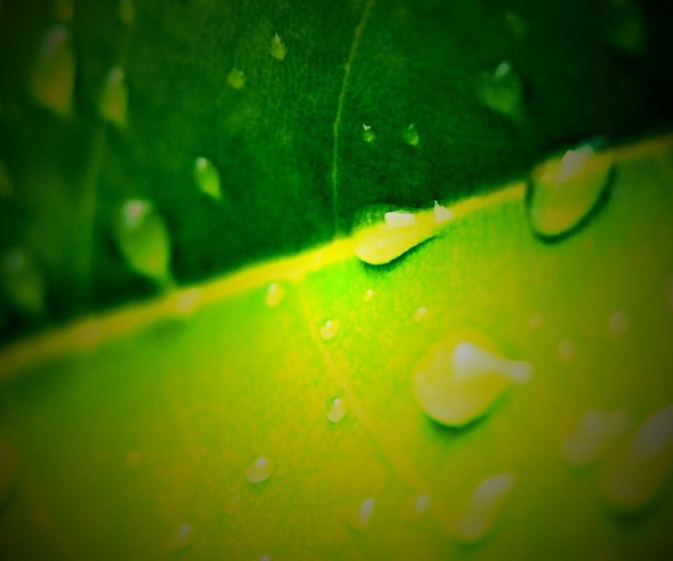 Капли на листе обои