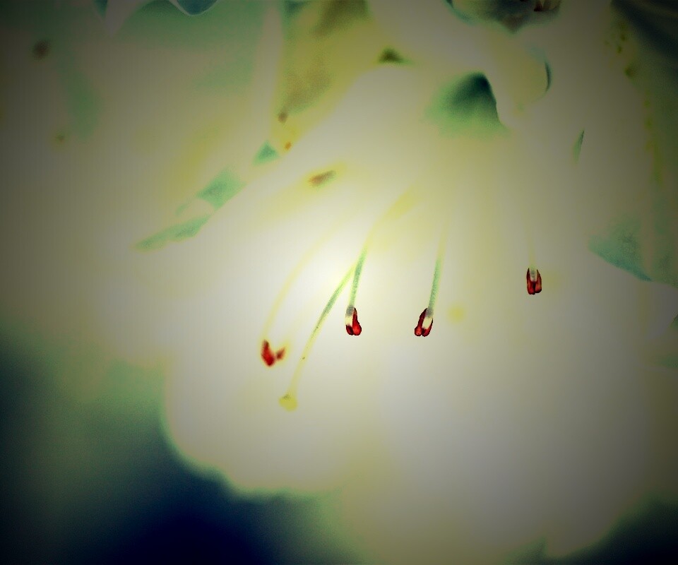 Цветок орхидеи обои