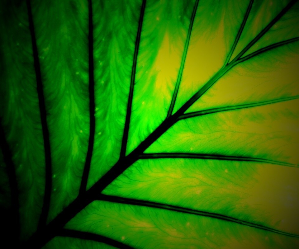 Макро фото листа обои