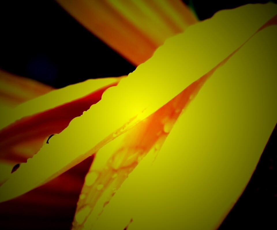 Капли на желтом лепестке обои