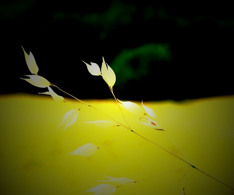 Белые полевые цветочки обои