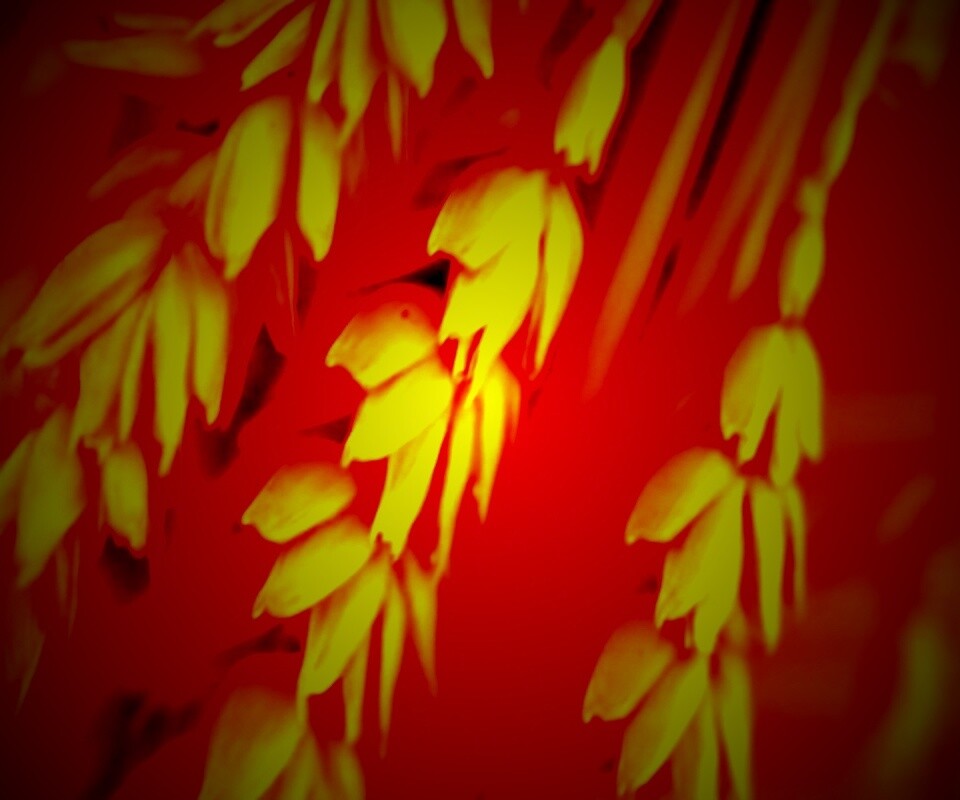 Оранжевое соцветие обои