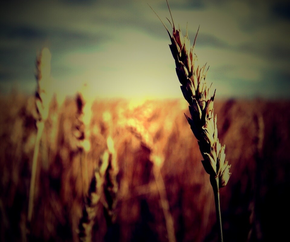 Колосок обои