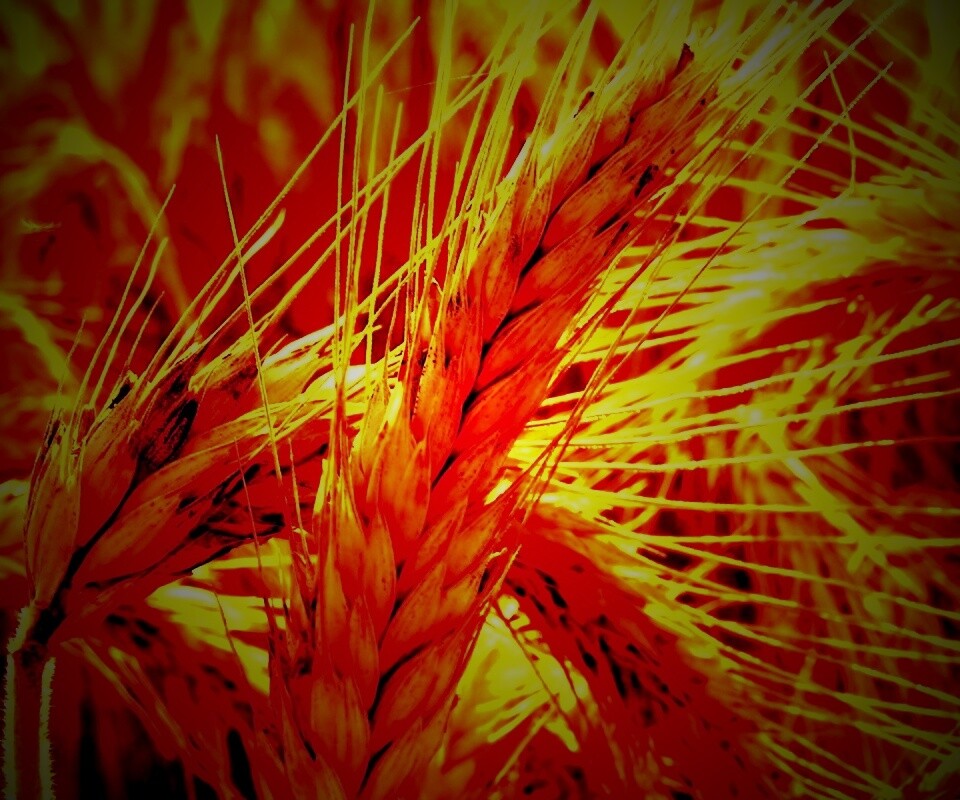 Зреющий колос обои