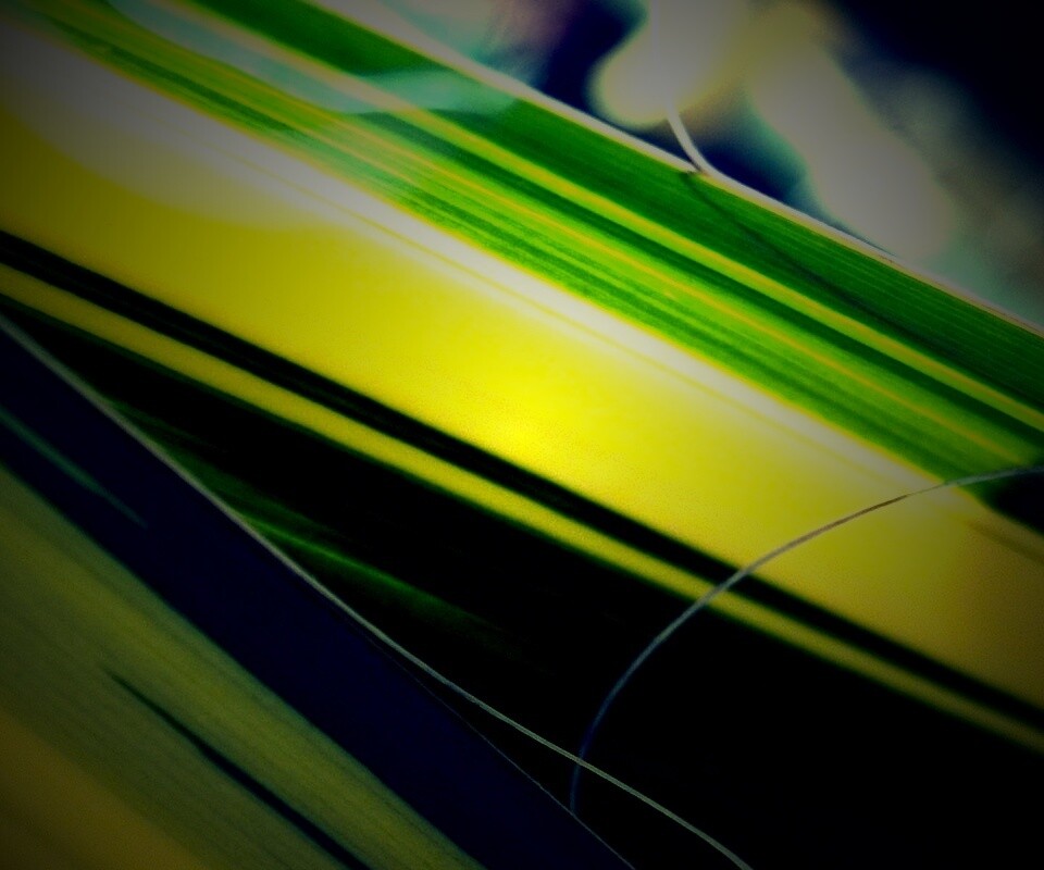 Желто-зеленые травинки обои