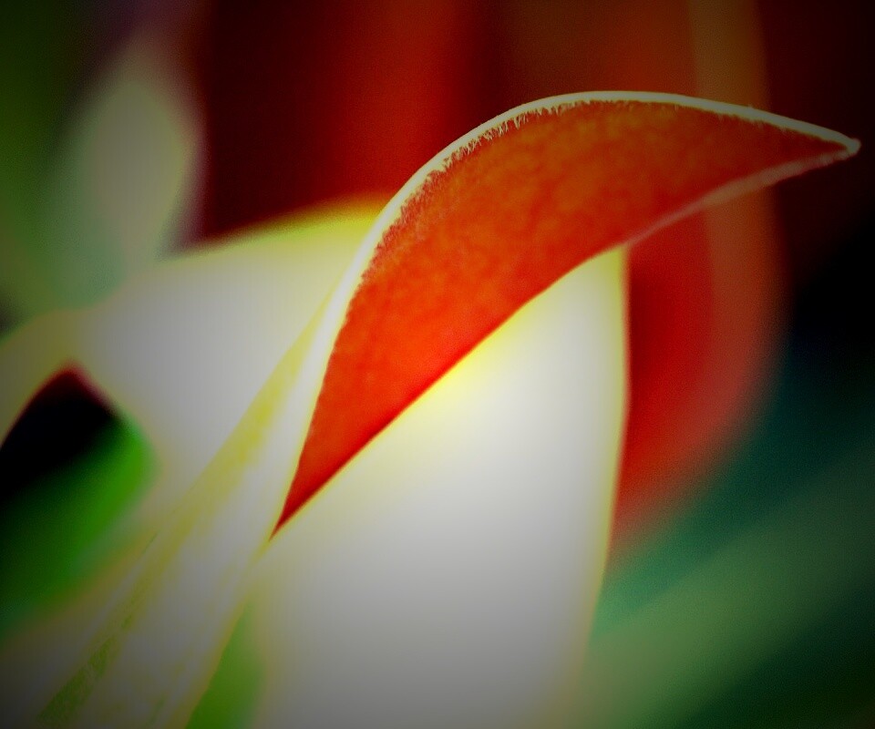 Обратаня сторона листа обои