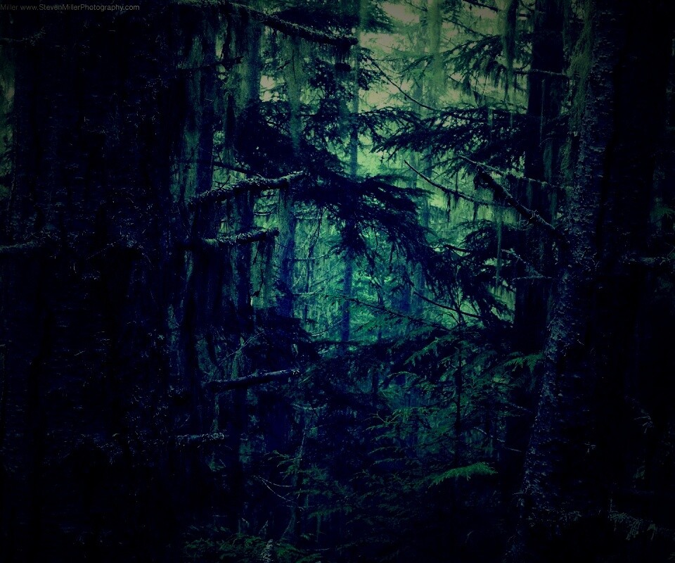 Темная чаща обои