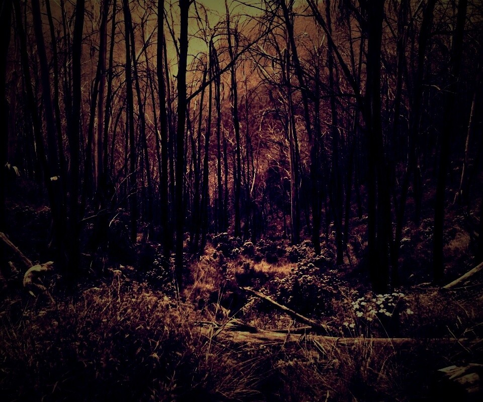 Мрачная чаща обои
