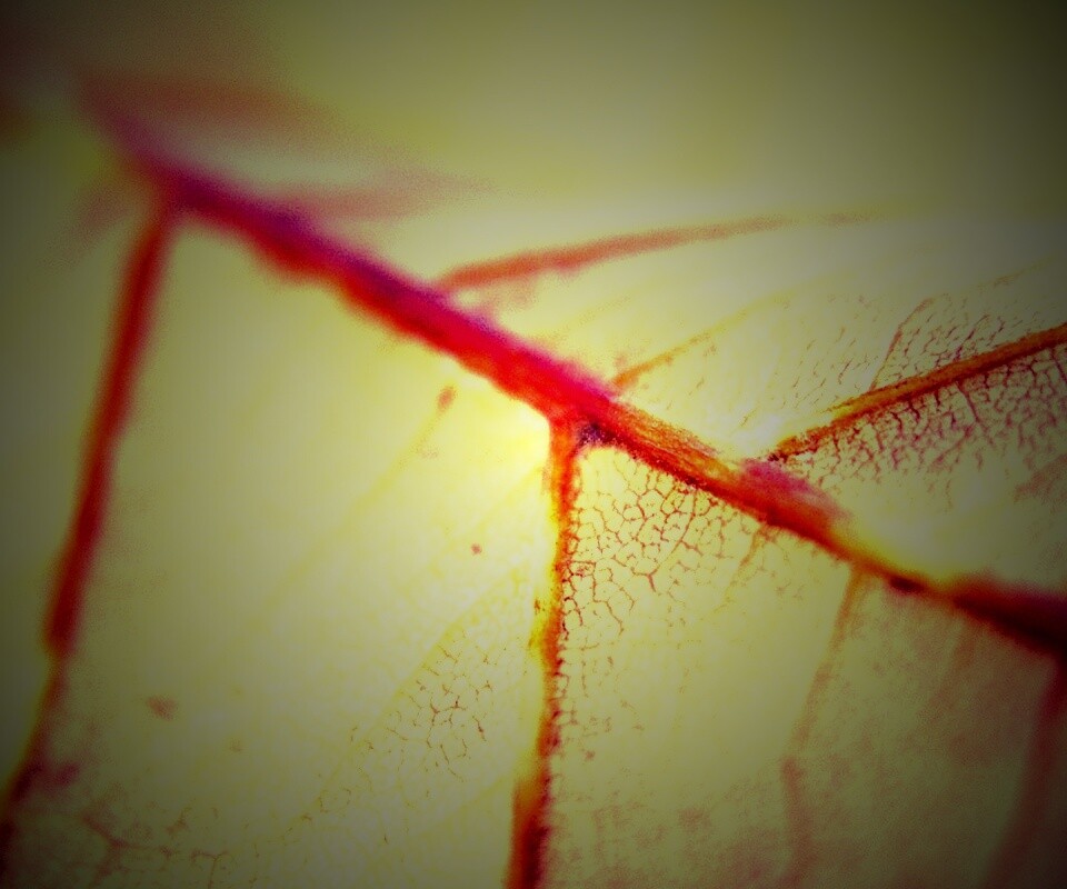 Желтый лист обои