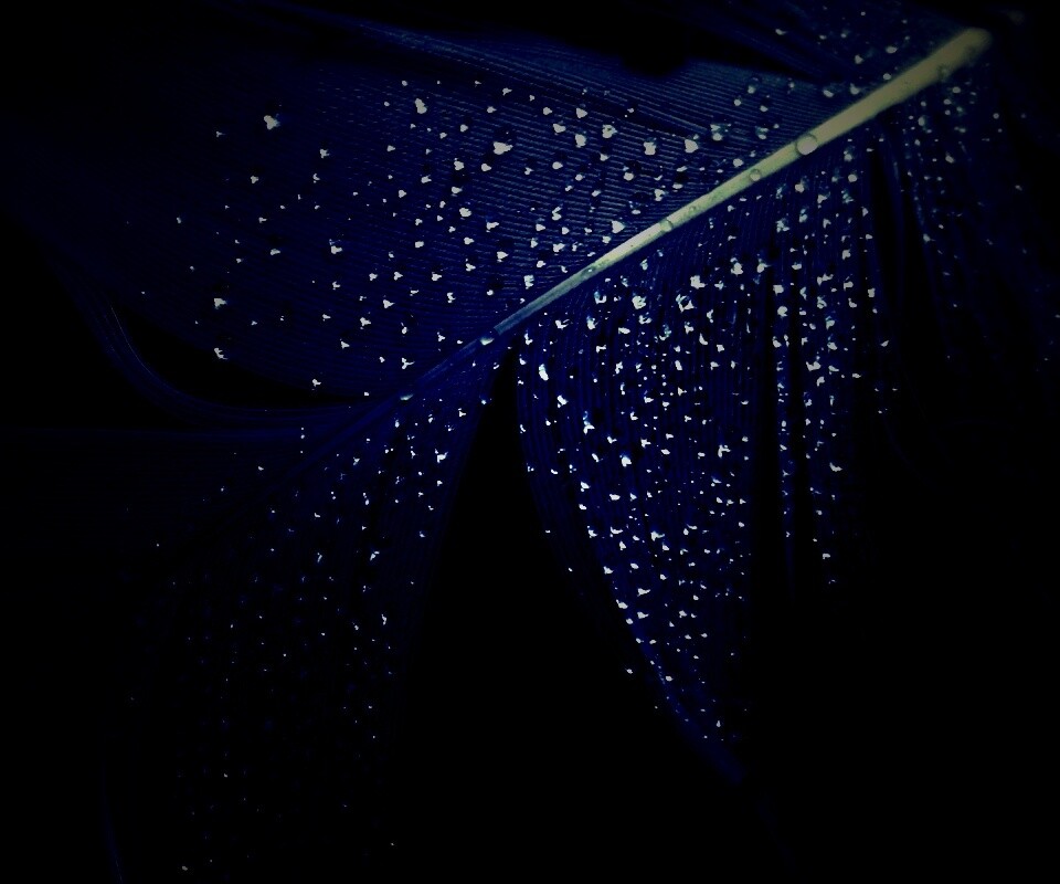 Капли на черном пере обои