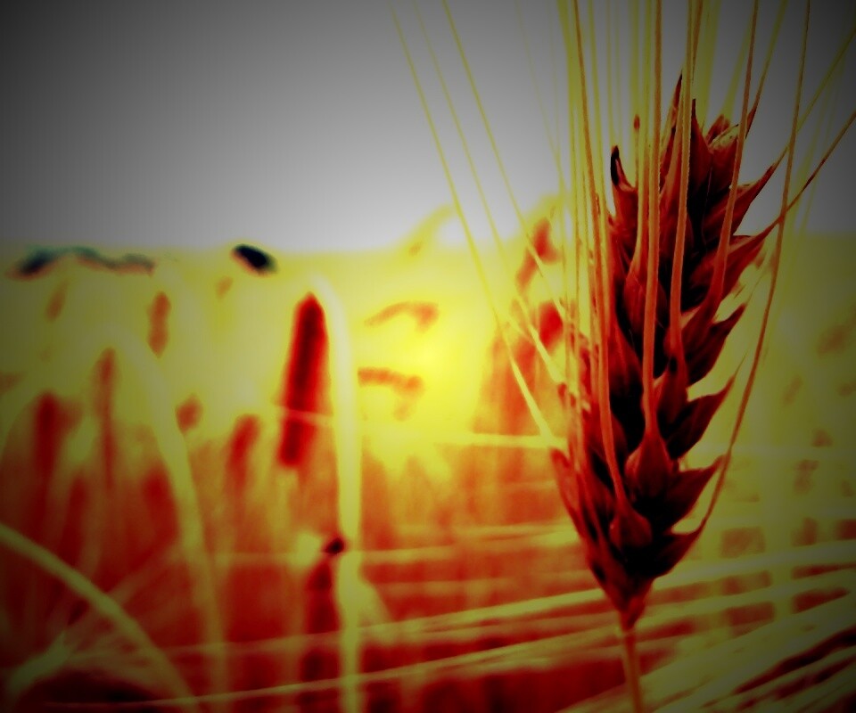 Короткий колос обои