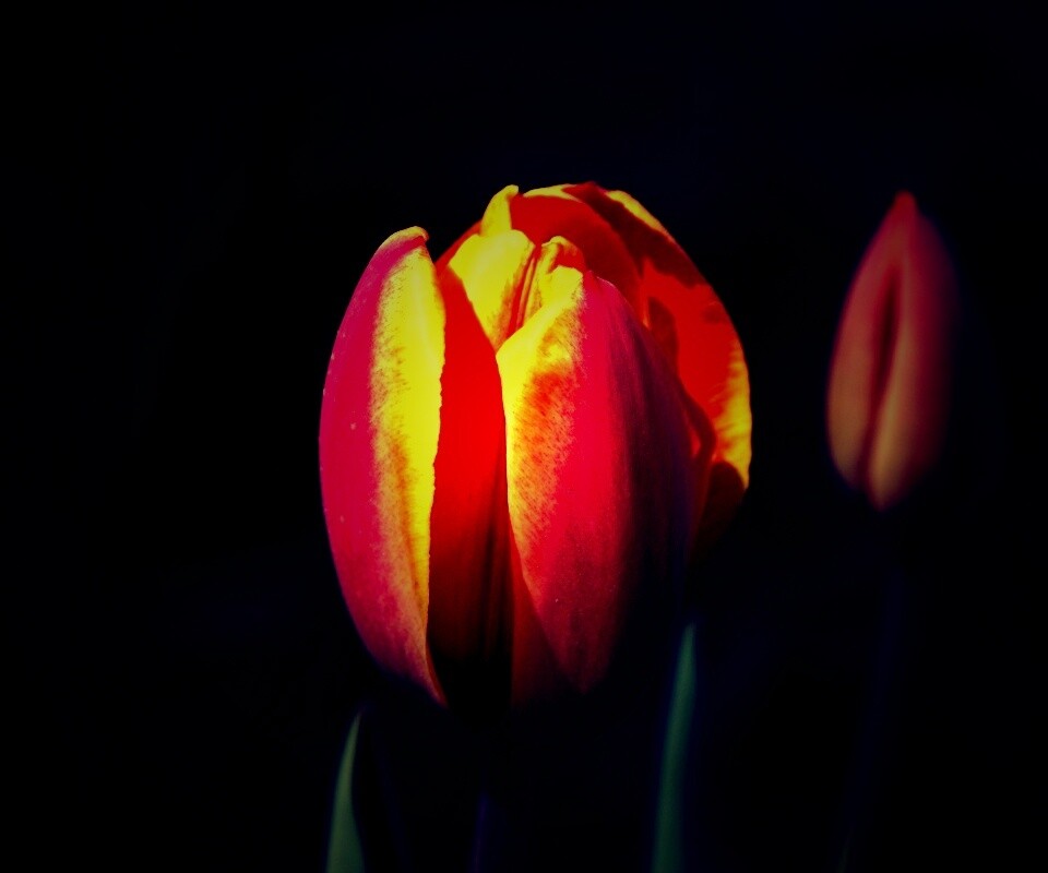 Распускающийся тюльпан обои