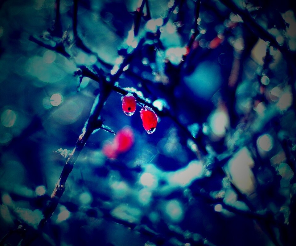 Замерзшие ягоды обои