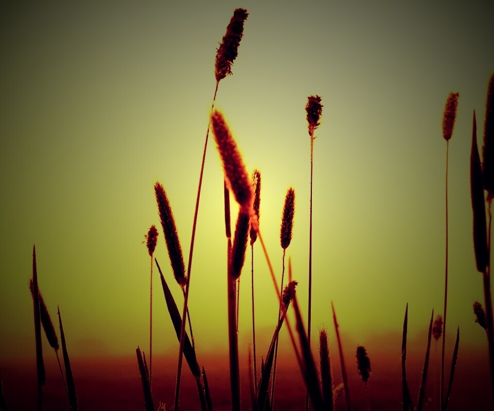 Травинки на фоне золотого неба обои