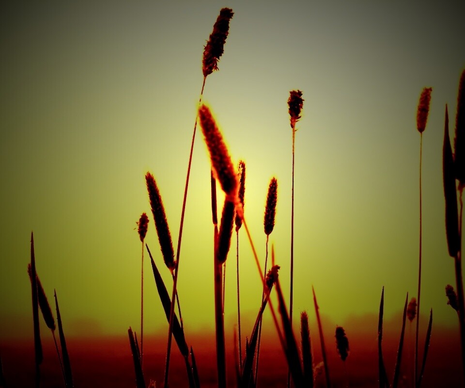 Травинки на закате обои