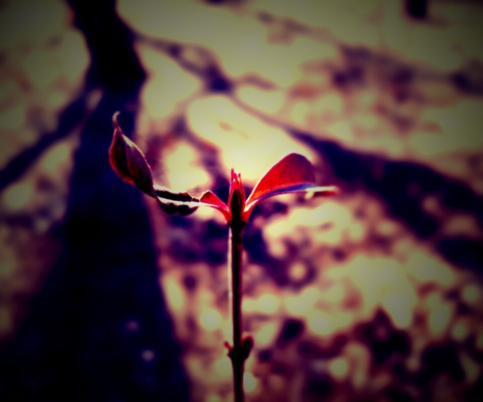 Красный росток обои