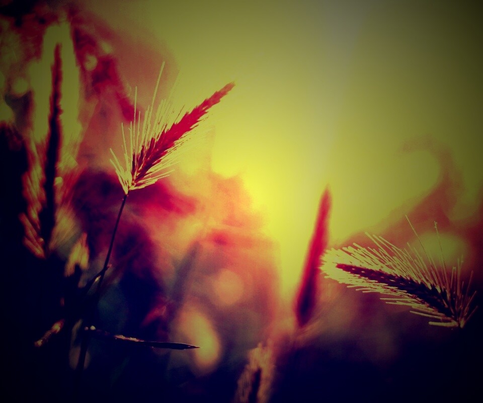 Травинки на солнце обои