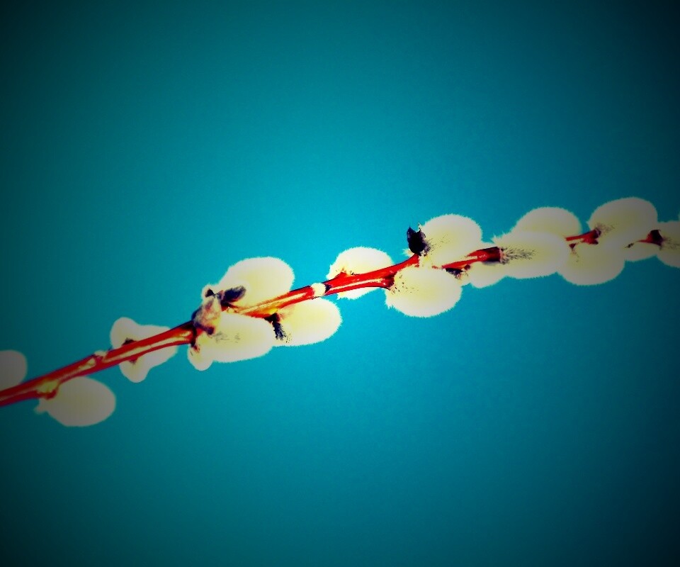 Пушистые почки обои