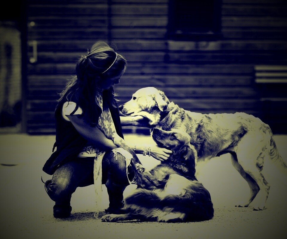 Девушка с собаками обои