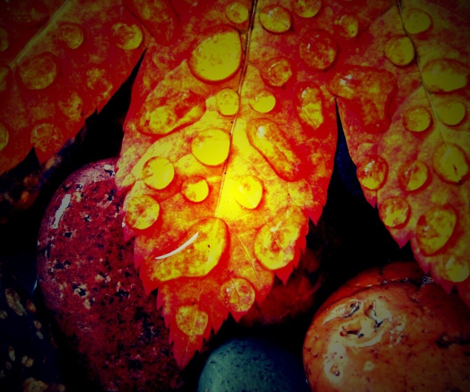 Мокрые листья на камнях обои