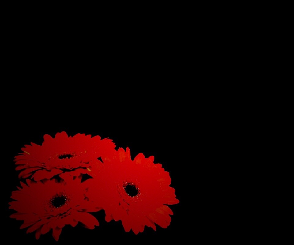 Красные герберы обои