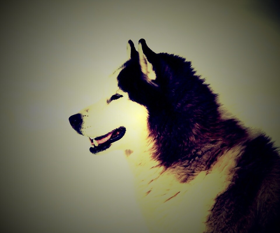 Хаска улыбается обои